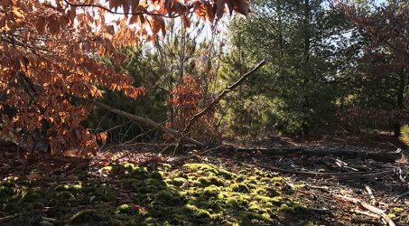 A photograph take in Hiawatha Forest, taken in autumn with a browned beech tree with pine trees in the background and the sun shining on the mossy ground.